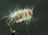 Shrimp_thumb