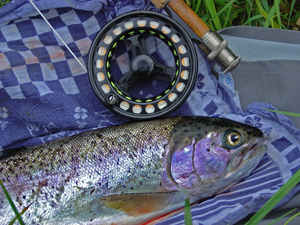 Trout-for-web